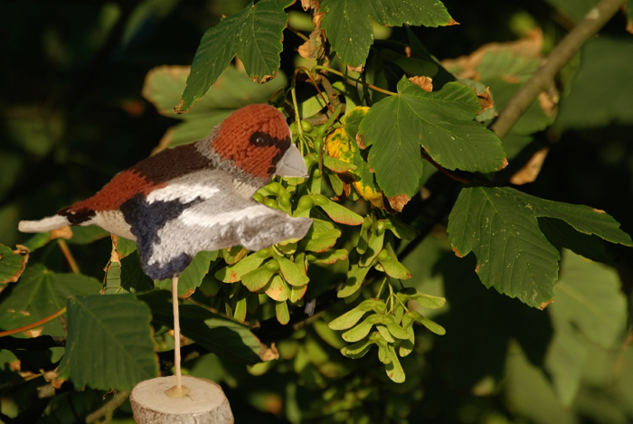 Appelvink Hawfinch Coccothraustes coccothraustes