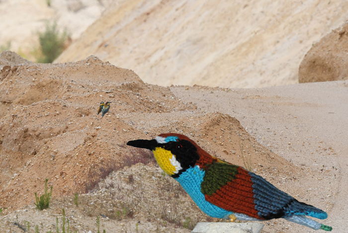 Bijeneter European Bee-eater Merops apiaster