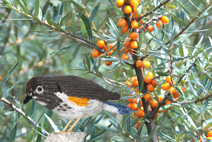 Blauwstaart Red flanked Bluetail Tarsiger cyanurus