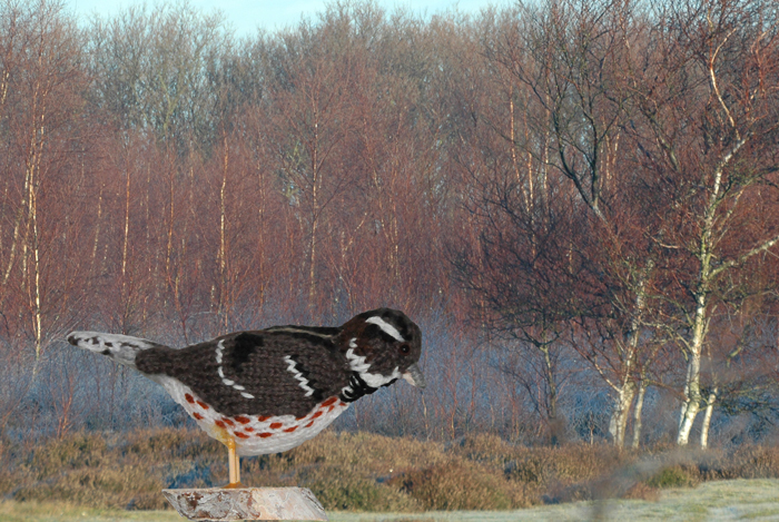 Bosgors Rustic Bunting Emberiza rustica