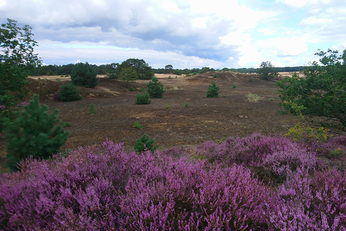 Veluwe 2020