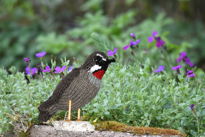 Roodkeelnachtegaal, Siberian Rubythroat, Calliope calliope