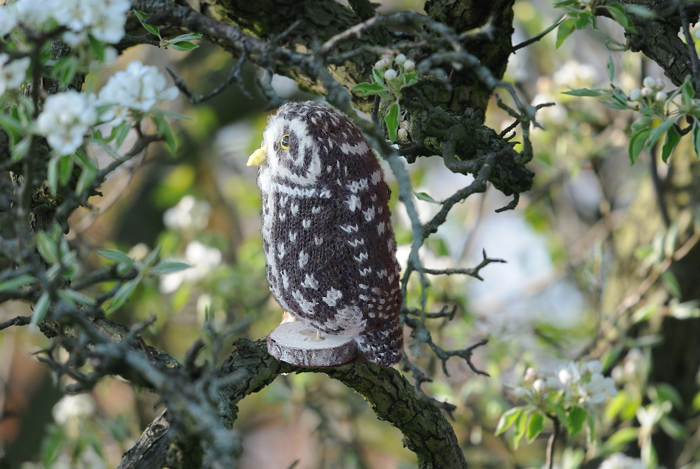 Steenuil Little Owl Athene noctua