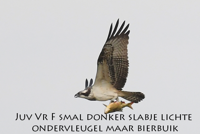 visarend