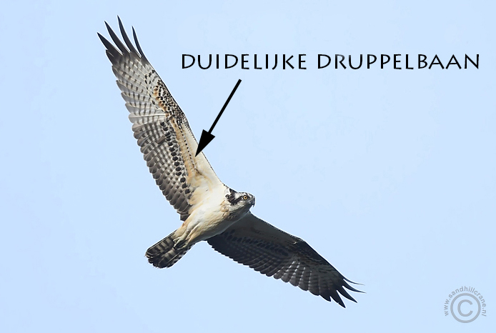 druppelbaan