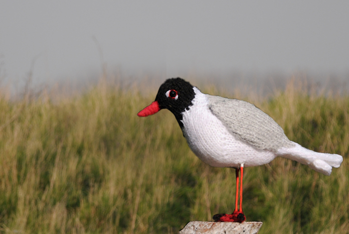 Zwartkopmeeuw Mediterranean Gull Larus melanocephalus